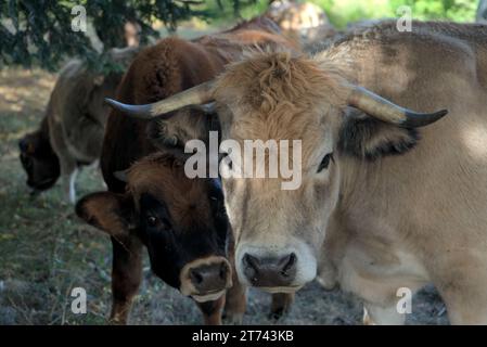 Aubrac Kuh und Kalb auf ihrer Wiese in der Auvergne, Frankreich. Stockfoto