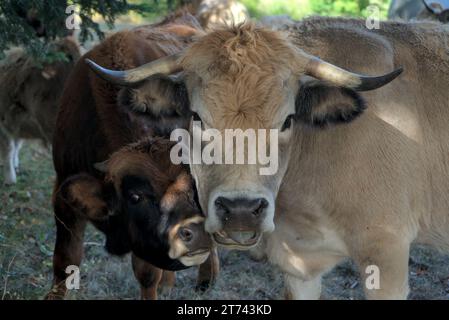 Aubrac Kuh und Kalb auf ihrer Wiese in der Auvergne, Frankreich. Stockfoto