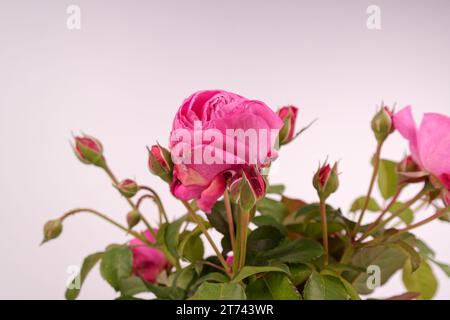 Ein Strauß aus verschiedenen roten Rosen mit grünen Blättern in einer Vase, Nahaufnahme Stockfoto