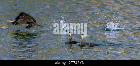 Zwei europäische Shags (Gulosus aristotelis/Phalacrocorax aristotelis) schwimmen mit großen Kormoranen, die im Herbst aus dem Meer abheben Stockfoto