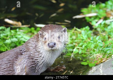 Der eurasische Otter (Lutra lutra), auch bekannt als Europäischer Otter, eurasischer Flussotter, Seeotter und Alte-Welt-Otter, ist ein semiaquatisches Säugetier Stockfoto