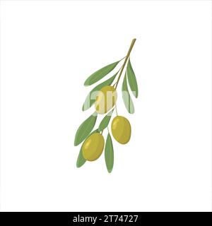 Flache grüne Oliven. Zweig mit Oliven mit Blättern. Das Konzept von Gemüse und gesunder Ernährung. Ein Zweig von Oliven, isoliert auf weißem Hintergrund Stock Vektor