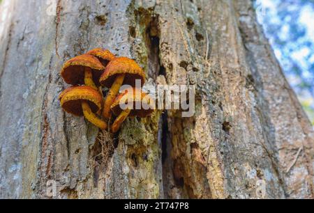 Pholiota Adiposa auf einem Baum im Wald. Pilze auf dem Baum Stockfoto