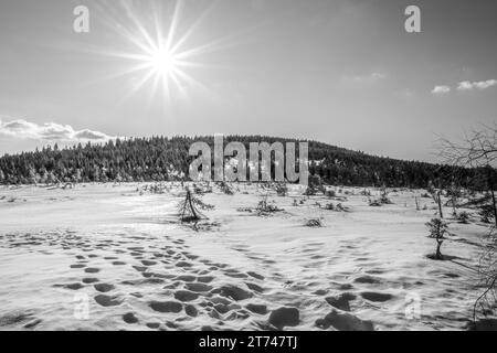 Sonniger Wintertag im Cihadla-Torfmoor im Isergebirge, Tschechien. Schwarzweiß-Fotografie. Stockfoto