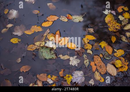 Herbstfarbene Blätter schweben im Wasser. Stockfoto