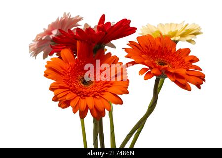 Blumenstrauß aus bunten Gerbera-Blumen isoliert auf weißem Hintergrund. Stockfoto