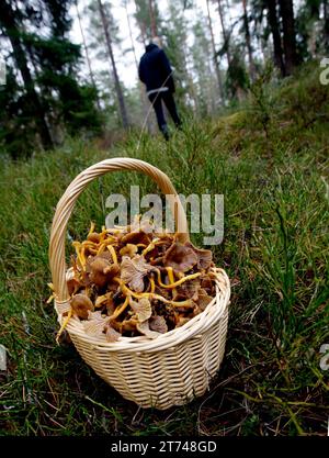 Trichter Pfifferlinge im Wald. Stockfoto