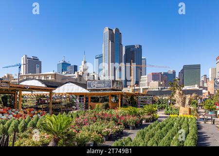 Dallas, USA - 7. November 2023: Reife Skyline am späten Nachmittag mit einem Gärtner mit bunten Pflanzen in Dallas, Texas Stockfoto