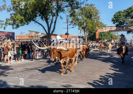 Fort Worth, Texas – 4. November 2023: Eine Rinderherde, die durch die Fort Worth Stockyards zieht, begleitet von Cowboys zu Pferd Stockfoto