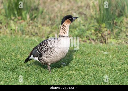Stehende hawaiianische Gans/Nene (Branta sandvicensis) Stockfoto