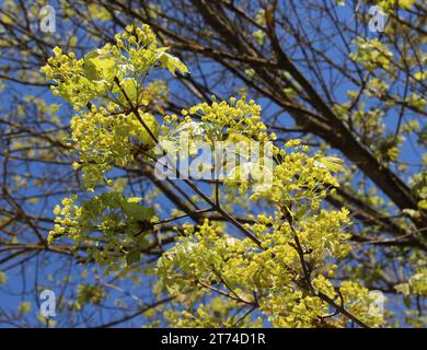 Ahorn (Acer platanoides) blüht im Frühling in der Natur Stockfoto