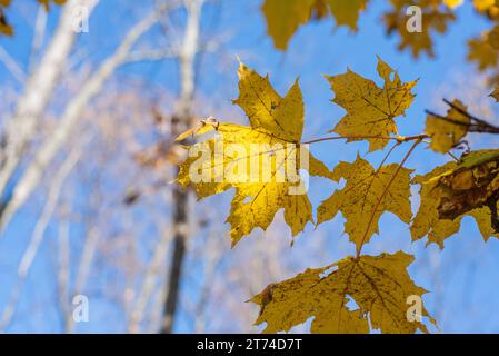 Gelbe Ahornblätter im Herbst. Stockfoto