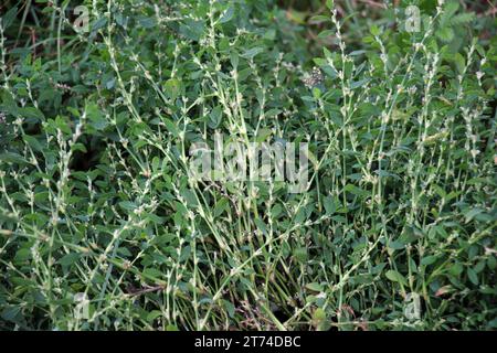 Polygonum aviculare Gras wächst in der Wildnis Stockfoto