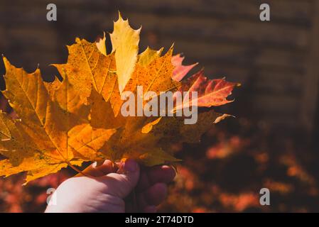 Eine Handvoll orangefarbener und gelber Ahornblätter vor dunklem Hintergrund. Stockfoto