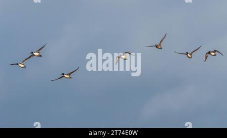 Northern Pintail, Anas acuta - Gruppe von Vögeln im Flug Stockfoto