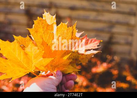 Eine Handvoll orangefarbener und gelber Ahornblätter vor dunklem Hintergrund. Stockfoto
