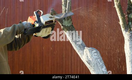 Ein Mann mit einer Kettensäge in den Händen schneidet einen weiß getünchten Baumstamm vor dem Hintergrund eines braunen Zauns ab, indem er trockene und beschädigte Bäume abschneidet Stockfoto