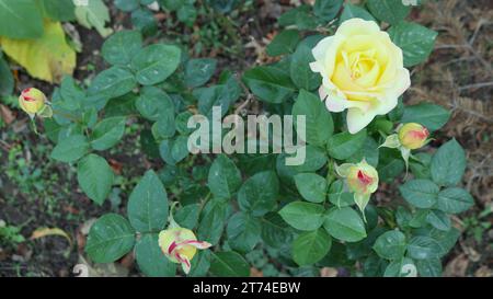 busch von gelben Rosen mit zarten Blüten und Knospen auf einem grünen Laubhintergrund, Hintergrund von Rosen mit Kopierraum, wachsende Rosen im Garten Stockfoto