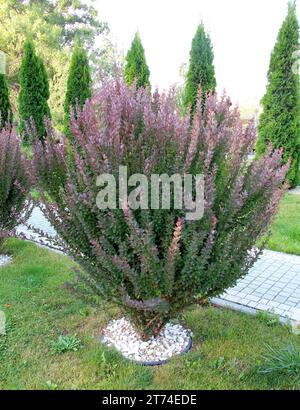 Im Frühling wächst Thunbergs Barbeere (Berberis thunbergii) im Garten Stockfoto