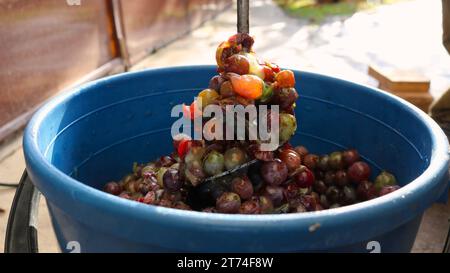 Ein Eimer mit mehrfarbigen zerknitterten gemischten Trauben und ein großer Schneebesen mit saftigen Beeren auf Metall als Fragment der Herstellung von hausgemachtem Wein Stockfoto