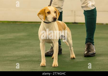 Beagle Dog im Showring bei der Great Yorkshire Show in Harrogate im Juli 2023. Der Lemon and White Beagle ist wachsam und zeigt nach vorne mit dem Handler Be Stockfoto