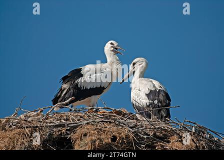 Junge Weißstörche (Ciconia ciconia) im Nest vor blauem Himmel. Stockfoto