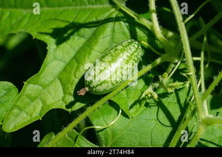 Issaquah, Washington, USA. Winziges Cucamelon, das auf der Weinrebe wächst. Stockfoto