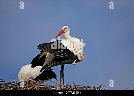 Weißstörche (Ciconia ciconia) putzen ihre Federn in einem Nest vor blauem Himmel. Stockfoto