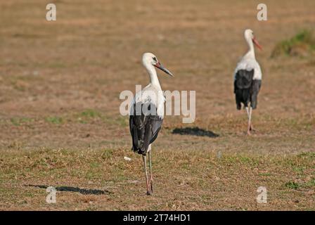 Ein Paar Weißstörche (Ciconia ciconia), die auf einem Feld spazieren. Stockfoto