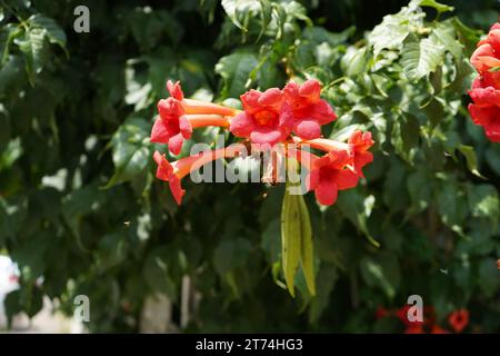 Tacoma Glocken des Feuers (Tecoma fulva) Stockfoto