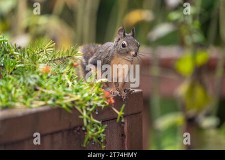 Issaquah, Washington, USA. Douglas Eichhörnchen blickt aus der Nähe von Eispflanzen entlang eines Holzgeländes. Stockfoto