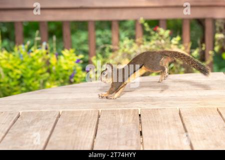 Issaquah, Washington, USA. Stockfoto
