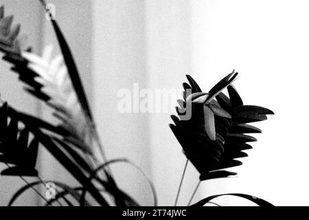Ein Schwarzweiß fotografiert von einer Vase mit einer einzigen Blume, die die Schönheit der Einfachheit zeigt Stockfoto