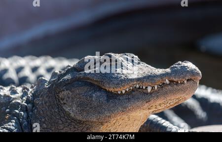 Nahaufnahme des Kopfes eines erwachsenen amerikanischen Alligators, der sich in der Sonne sonnt, mit sichtbaren Zähnen, wachsamen Augen und rauen, strukturierten und gepanzerten Schuppen. Stockfoto