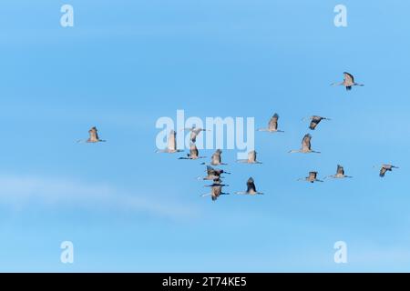 Eine Schar wandernder Sandhill Cranes, die in Formation über einen klaren blauen Himmel fliegen. Stockfoto