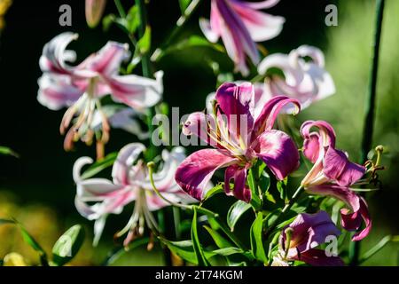 Zarte weiße und rosafarbene Blüten der königlichen Lilie oder lilium, die an einem sonnigen Sommertag in einem Garten im britischen Cottage-Stil als Königslilie bekannt ist, sind wunderschön Stockfoto