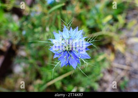 Kleine zarte blaue Blume der Nigella sativa Pflanze, auch bekannt als schwarzer Kümmel, Kreuzkümmel oder Kalanji, an einem sonnigen Sommertag, schöne Outdoor-Blumen-Bac Stockfoto