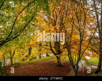 Ein majestätischer Baum mit goldenem Herbstdach im Wharfemeadows Park, Otley. UK Stockfoto