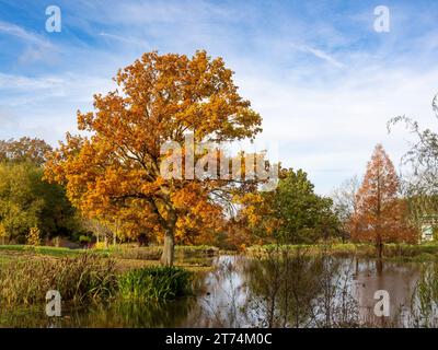 Ein reifer Baum mit einer goldenen Herbstkrone am Rande des Queen Mother's Lake in Harlow Carr Gardens, Harrogate. UK Stockfoto