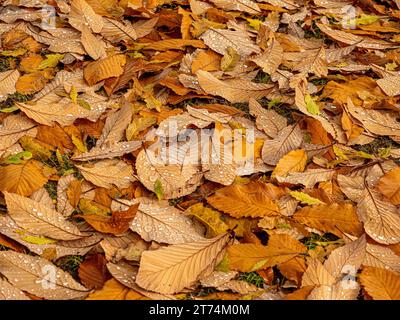 Teppich von herabfallenden Herbstblättern mit Wassertröpfchen Stockfoto