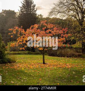 Einsamer Prunus sargentii Baum mit roten und orangen Blättern im Herbst Stockfoto