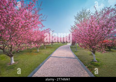 Spaziergang umgeben von blühenden Pflaumenbäumen im Meadows Park, Edinburgh. Farbenfrohe Frühlingslandschaft Stockfoto