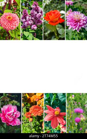 Fotocollage von hellen Gartenblumen. Freier Platz für Text. Vertikales Foto. Stockfoto
