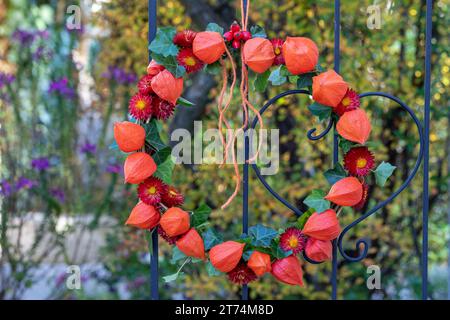 Kränze aus Physalis, Strohblumen und Efeublättern, die am Gartenspalier hängen Stockfoto