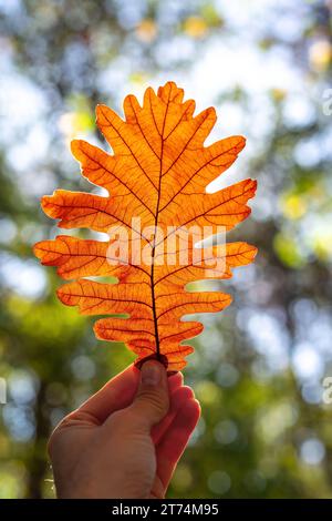Herbstlaub wirbeln in der Hand und strahlende Sonnenstrahlen in den herbstlichen Zweigen der Bäume im Wald, Inspiration für die Herbstsaison Stockfoto