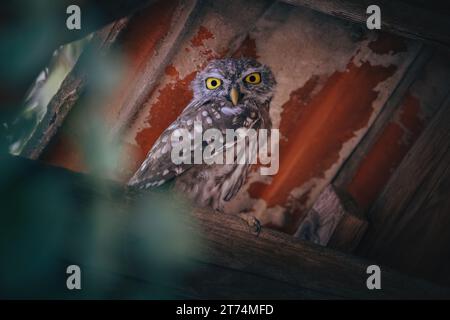 Kleine Eule (Athene noctua), die unter dem Dach in einem verlassenen Gebäude auf dem Land in einem Wald thronte Stockfoto
