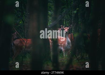 Kleines Reh, junges Reh, Hintern in einem mystischen Wald Stockfoto