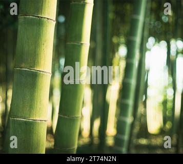 Bambusbäume Wald, Nahaufnahme Stockfoto