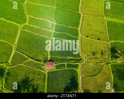 Panoramablick über die Reisfelder auf Bali Island. Grüne Reisterrassen neben dem Stadtzentrum von Ubud Stockfoto