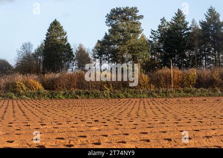 Pflugfeld bereit für das Anpflanzen von Obstbüschen in Graten, landwirtschaftlich genutzte Landschaft in den Surrey Hills AONB im Herbst, England, Vereinigtes Königreich Stockfoto